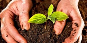 cuanto compost necesitas para un jardin prospero