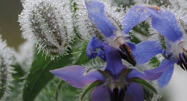 ¿Cuánto crece la borraja? Guía completa para su cultivo