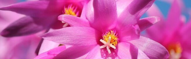 cuanto duran las flores del cactus navideno consejos para un florecimiento duradero