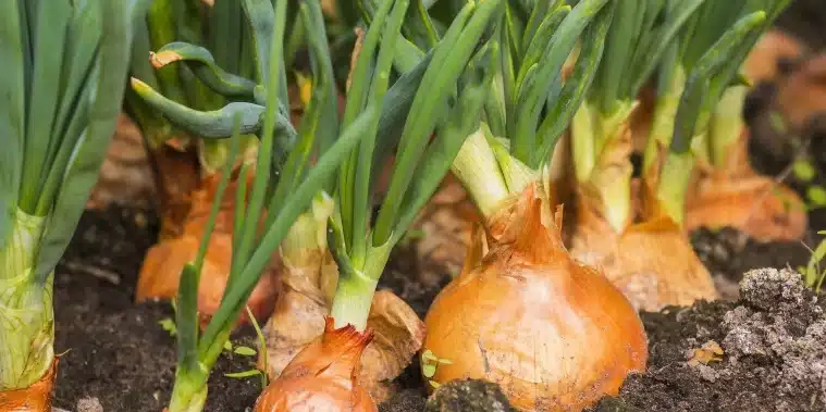 cuanto tiempo duran los bulbos sin plantar guia para un almacenamiento optimo