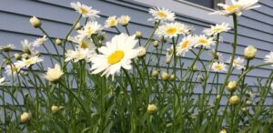 cuanto tiempo florecen las shasta daisies guia completa para una floracion abundante