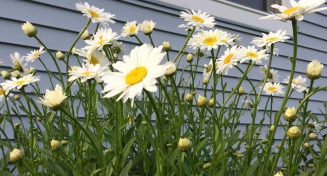 cuanto tiempo florecen las shasta daisies guia completa para una floracion abundante