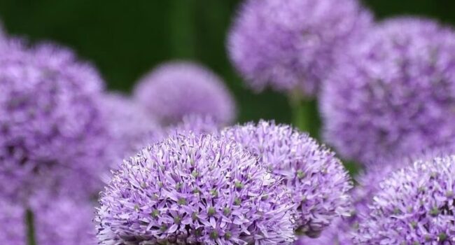 cuanto tiempo florecen los alliums guia completa para un jardin espectacular