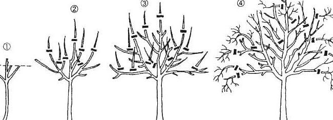 cuanto tiempo viven los perales la vida util de un arbol de pera