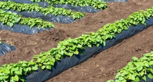 cubrir las plantas de papa como hacer monticulos para mejores cosechas