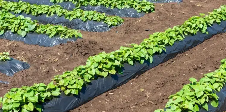 cubrir las plantas de papa como hacer monticulos para mejores cosechas