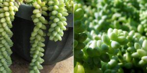 cuidado de la cola de burro guia completa para cultivar sedum morganianum