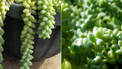 cuidado de la cola de burro guia completa para cultivar sedum morganianum