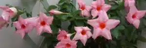 cuidado mandevilla guia completa para cultivarla