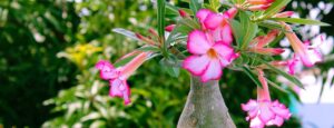 cuidando tu rosa del desierto guia completa para principiantes