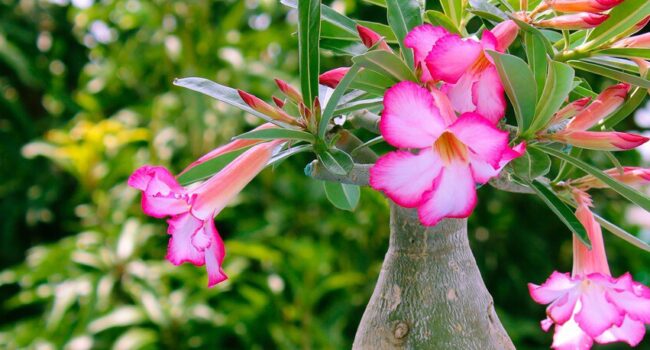 cuidando tu rosa del desierto guia completa para principiantes