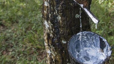 cuidar un arbol de caucho guia completa para su crecimiento