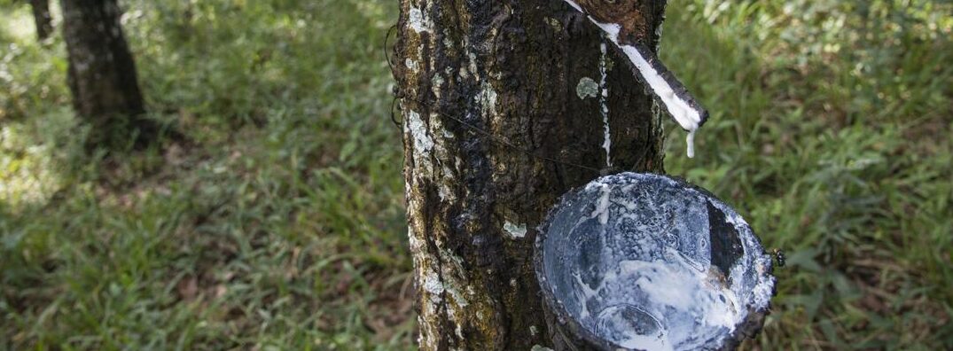 cuidar un arbol de caucho guia completa para su crecimiento