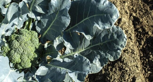 cultiva brocoli delicioso en maceta guia completa para principiantes