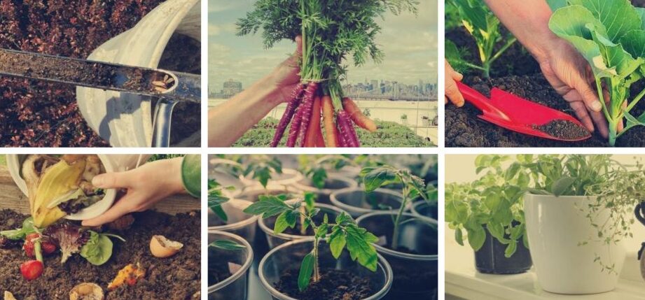 cultiva cebolla en macetas guia completa para jardines urbanos