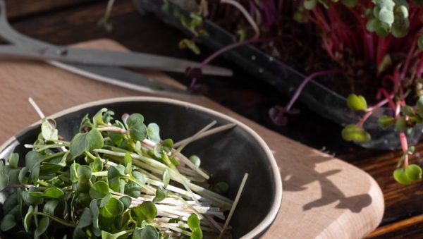 cultiva rabanos en macetas guia completa para principiantes