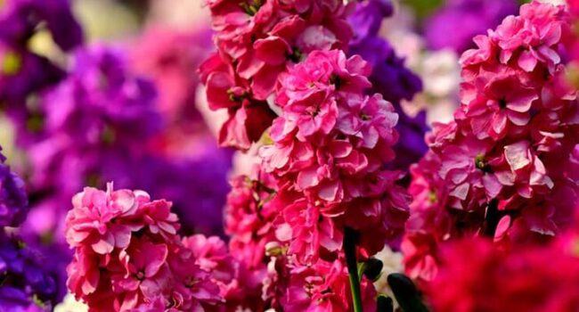 cultivando flores de stock guia completa para su cuidado y floracion