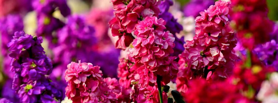 cultivando flores de stock guia completa para su cuidado y floracion