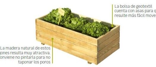 cultivar acelga en macetas guia completa para un huerto urbano