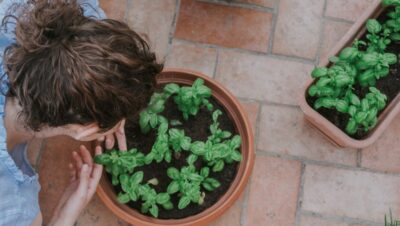 Cultivar albahaca en interiores: guía completa para disfrutar de su sabor todo el año