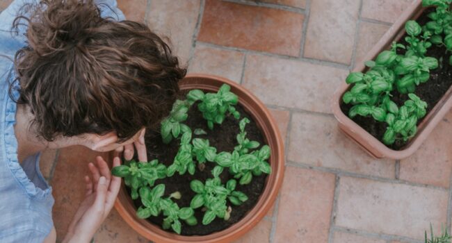 Cultivar albahaca en interiores: guía completa para disfrutar de su sabor todo el año