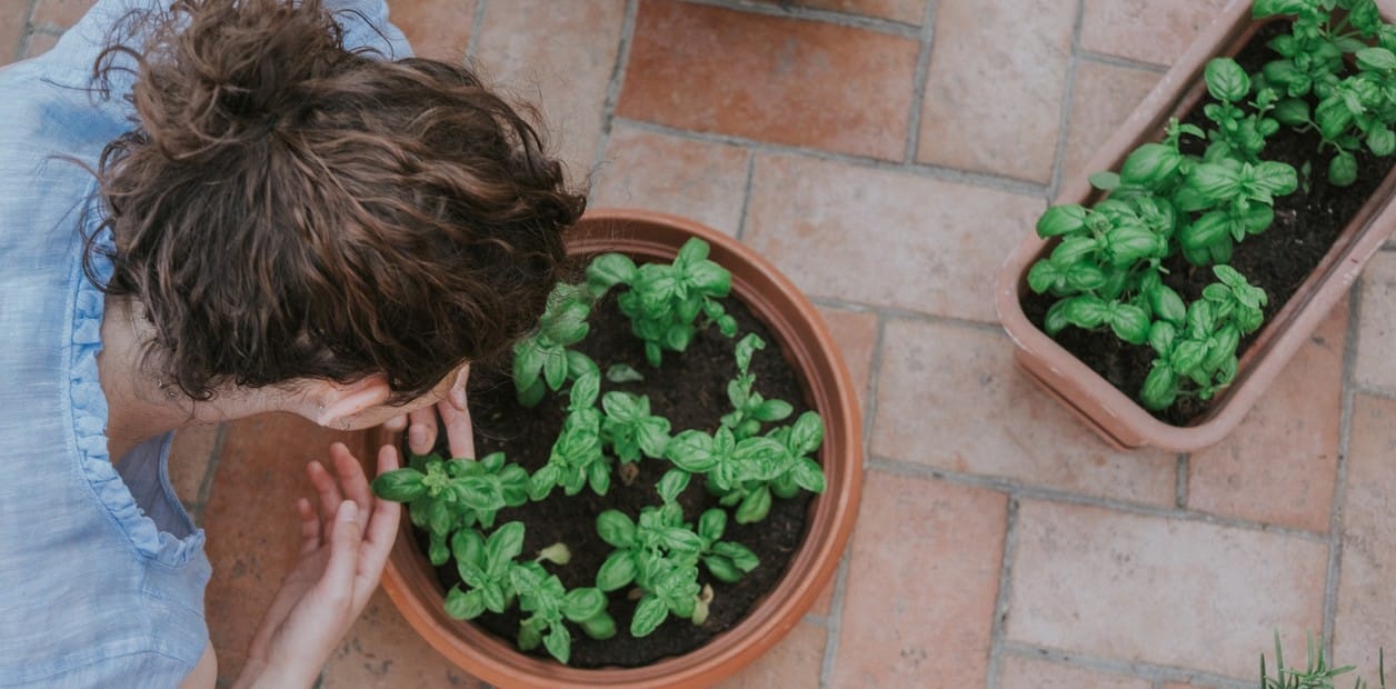 Cultivar albahaca en interiores: guía completa para disfrutar de su sabor todo el año