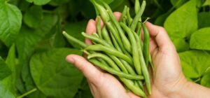 cultivar alcachofas de jerusalen guia completa para un huerto abundante