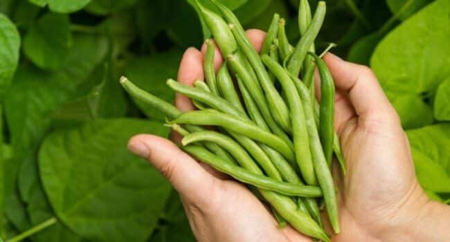 cultivar alcachofas de jerusalen guia completa para un huerto abundante