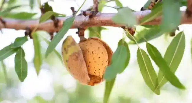 cultivar almendros guia completa para principiantes