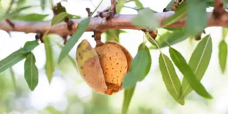 cultivar almendros guia completa para principiantes