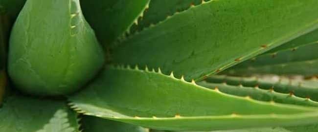 cultivar aloe vera al aire libre guia completa para climas calidos