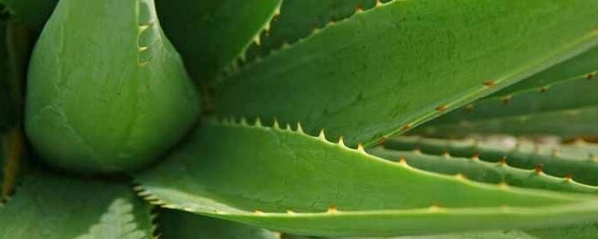 cultivar aloe vera al aire libre guia completa para climas calidos