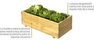 cultivar apio en maceta guia paso a paso para un jardin casero