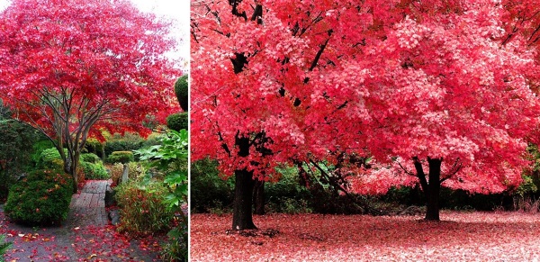 cultivar arce japones desde semilla guia completa para jardineros