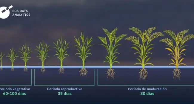 cultivar arroz en casa guia paso a paso para principiantes