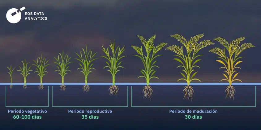 cultivar arroz en casa guia paso a paso para principiantes