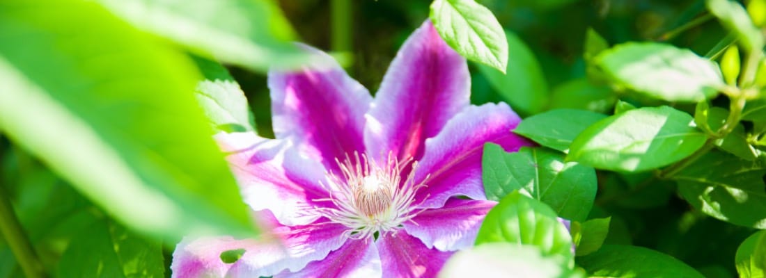 Cultivar Asteres en Macetas: Guía Completa para Flores Duraderas