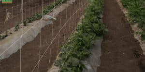 cultivar calabazas en enrejado maximiza tu espacio y cosecha en vertical