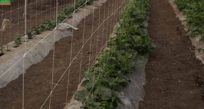 Cultivar calabazas en enrejado: ¡Maximiza tu espacio y cosecha en vertical!