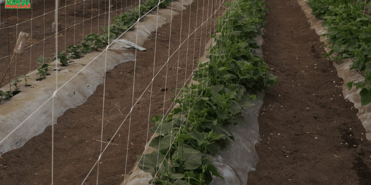 Cultivar calabazas en enrejado: ¡Maximiza tu espacio y cosecha en vertical!