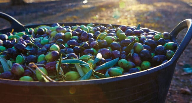 cultivar calabazas en macetas elevadas guia para una cosecha exitosa