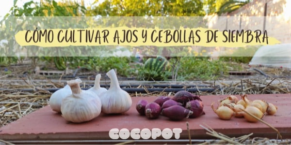 cultivar cebolletas dulces guia completa para un sabor suave