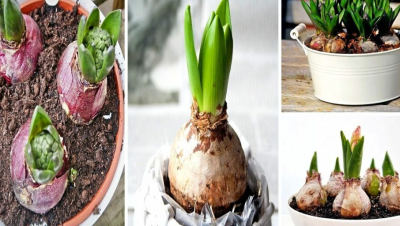 cultivar cebolletas en agua facil rapido y sin tierra