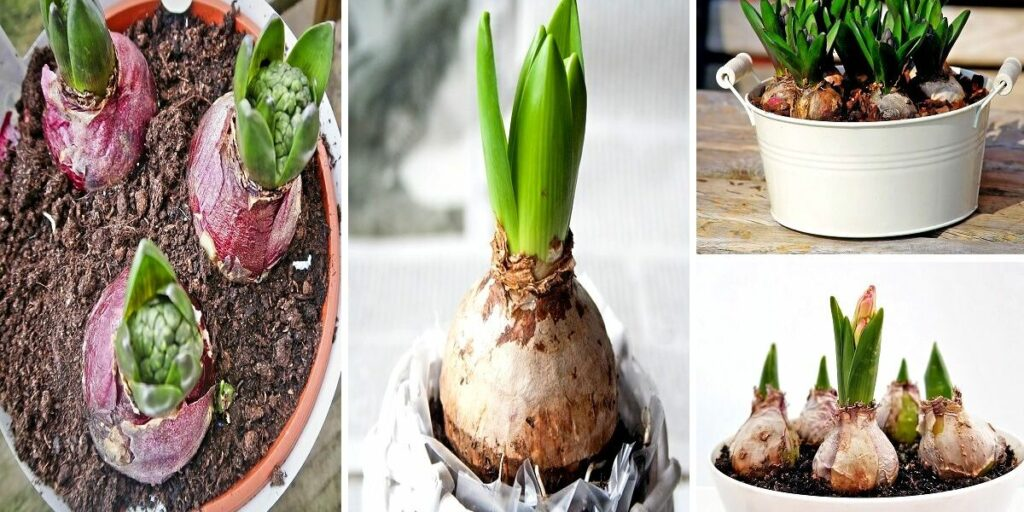 cultivar cebolletas en agua facil rapido y sin tierra