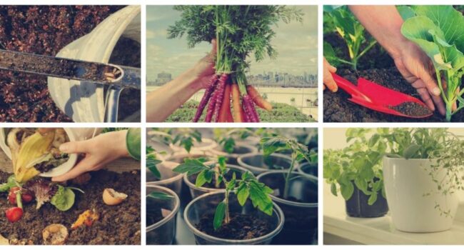 cultivar cebollinos en casa guia completa para un jardin interior