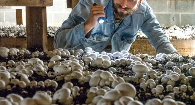 cultivar champinones blancos en casa guia completa para principiantes