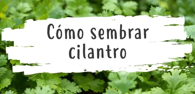 cultivar cilantro guia completa de semillas a esquejes