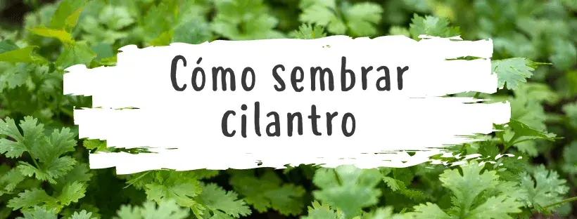 cultivar cilantro guia completa de semillas a esquejes