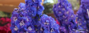 cultivar delphiniums guia completa para un jardin espectacular