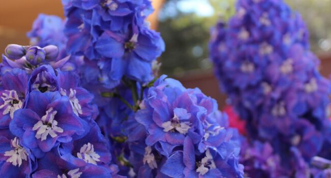 Cultivar Delphiniums: Guía Completa para un Jardín Espectacular